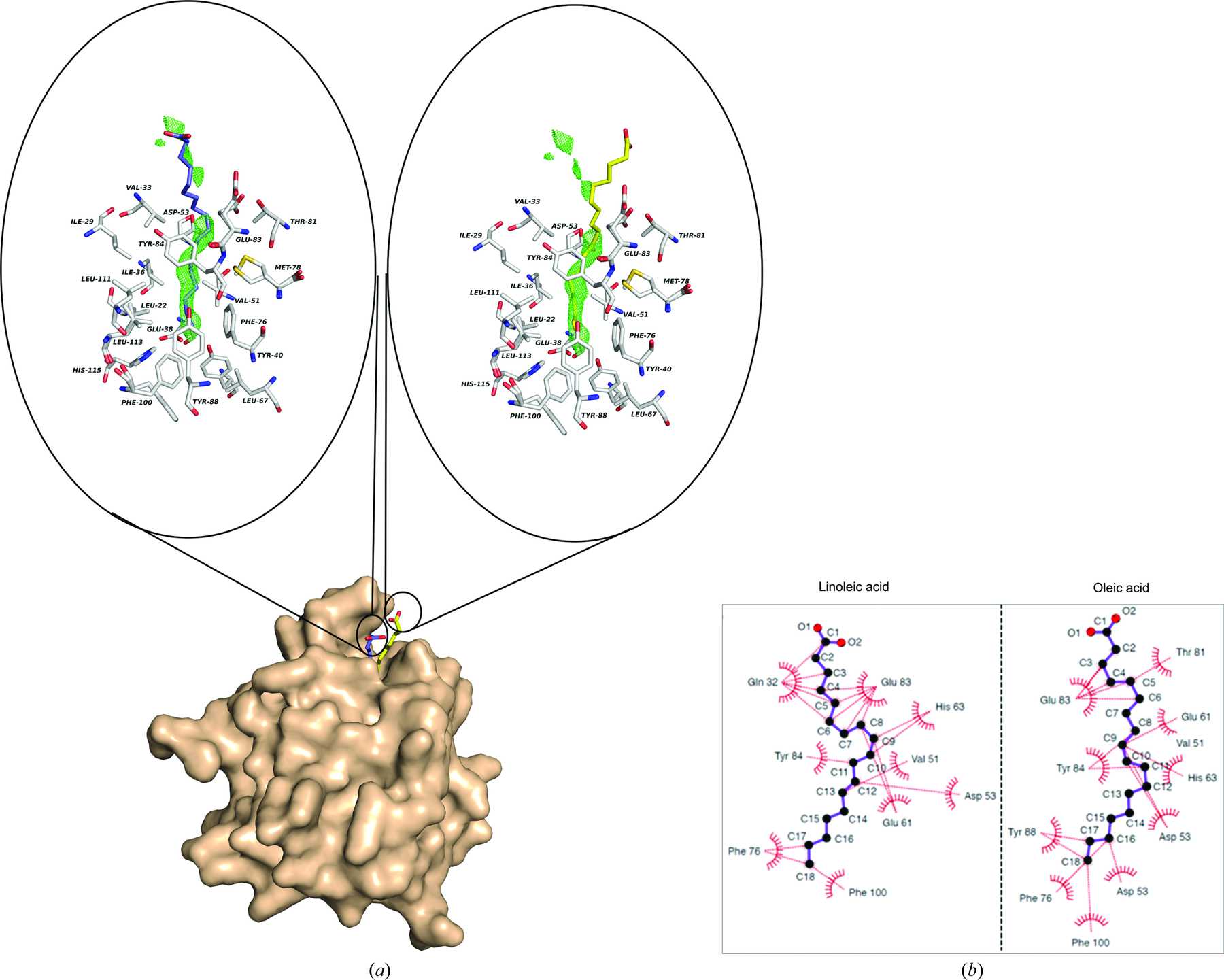 最顶级的食物竟然是蟑螂,蟑螂奶营养价值比牛奶高吗