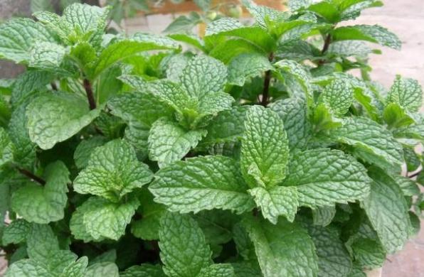 薄荷小盆栽养殖方法,可食用薄荷盆栽怎么养殖