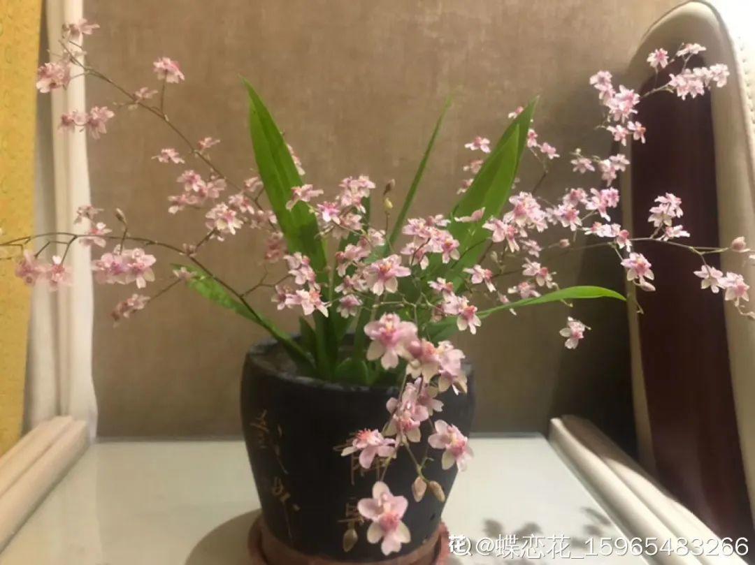 耐寒又好养的香水花,家里可以养法国香水花