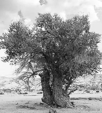 邓稼先离世前对妻子说的话,邓稼先离世前视频