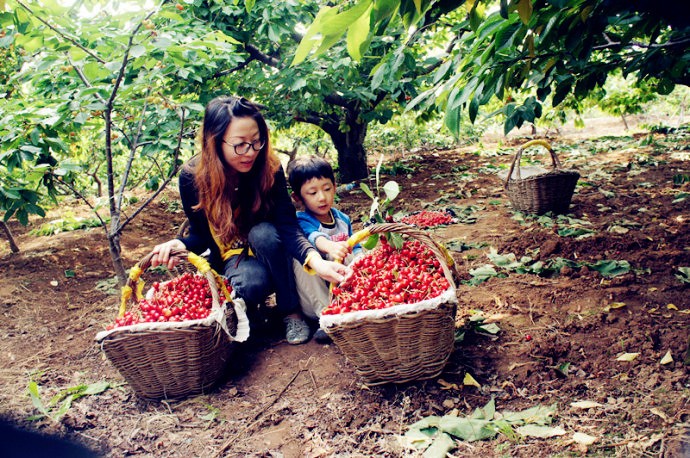 西安2023樱桃采摘园附近,西安樱桃采摘园地图