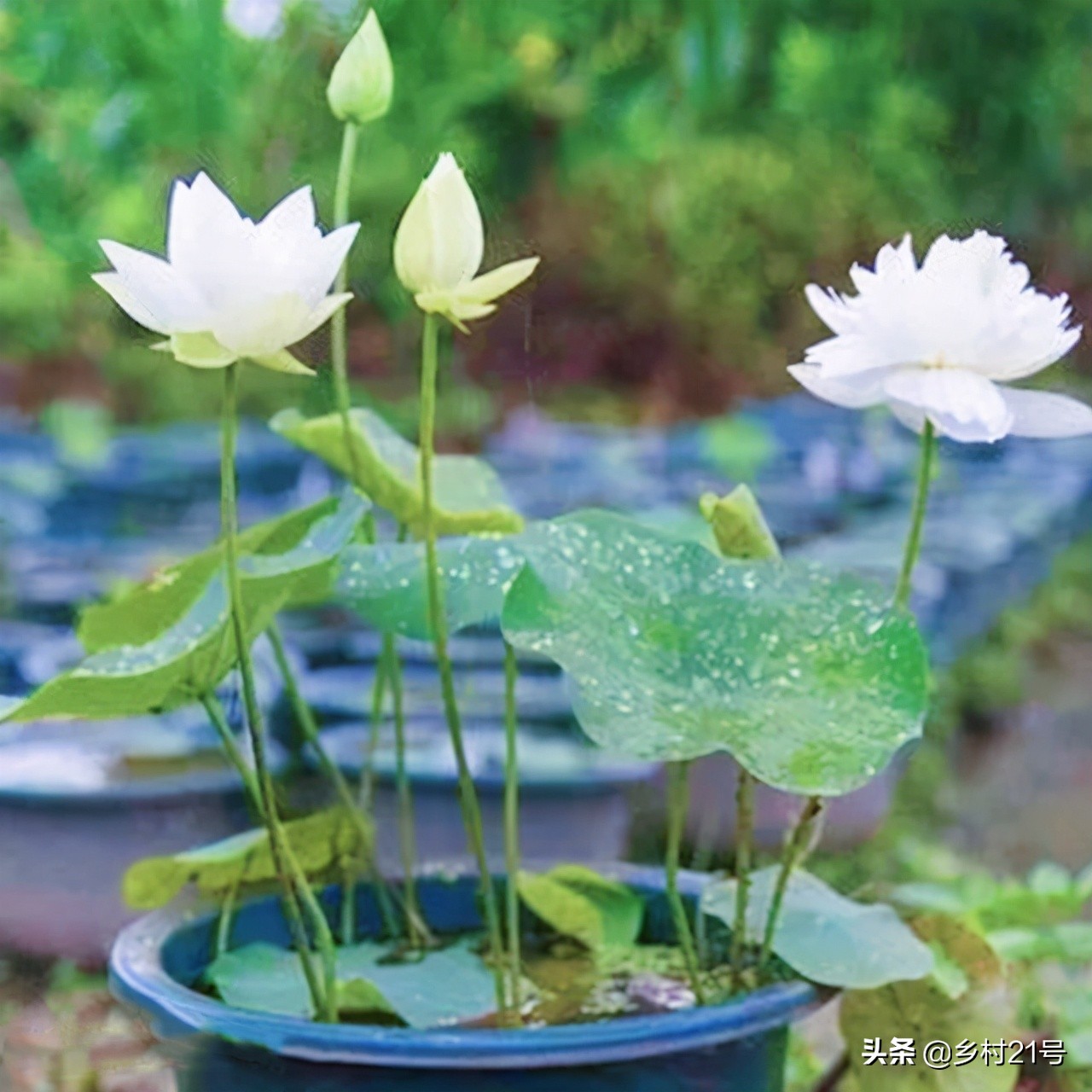 盆栽荷花种植的正确方法,盆栽荷花技巧与方法