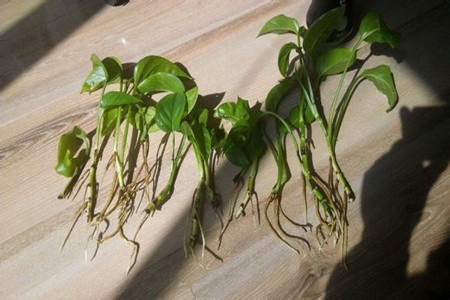 谁说绿萝知识浇浇水？很多人都养错了，绿萝应该这么养