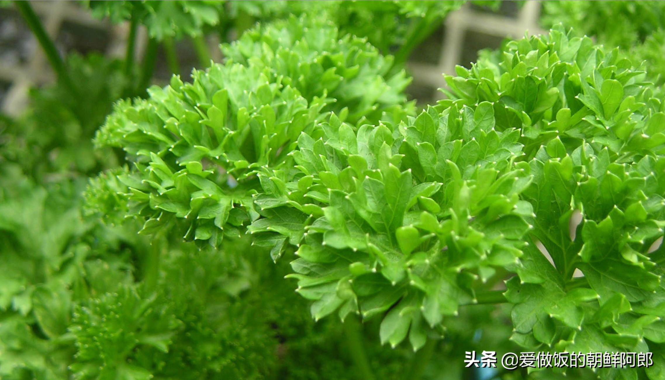 酥脆炸鱿鱼好吃又简单,香酥炸鱿鱼的做法金黄酥脆