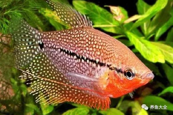 懒人养鱼用什么鱼缸养什么鱼,什么鱼最好养又适合懒人养