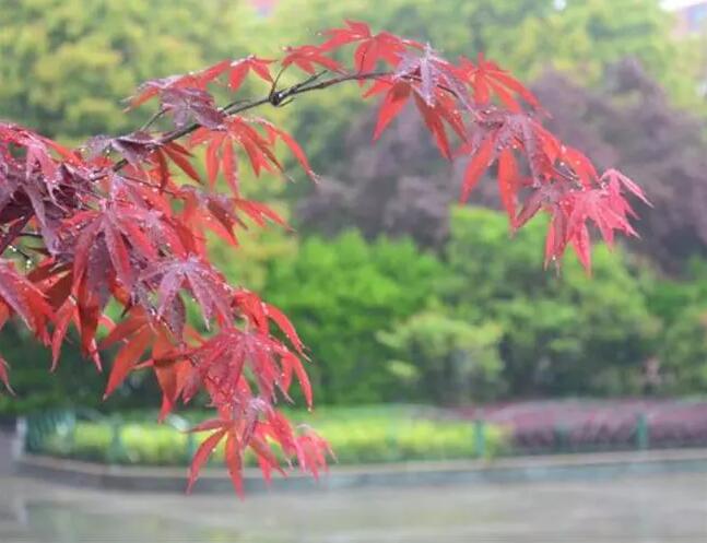 昆山最厉害的10所小学曝光,昆山十大高中