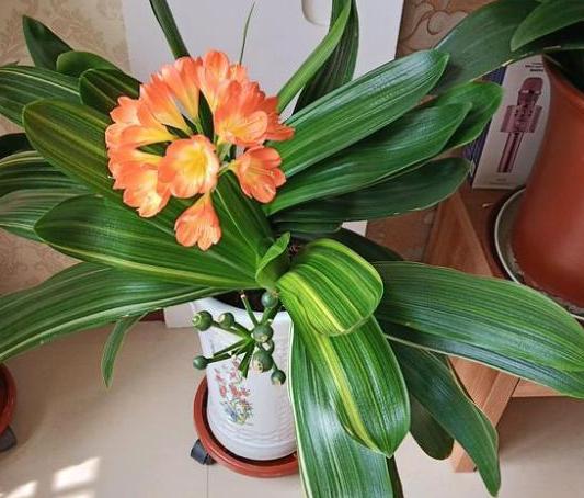 新手养君子兰盆栽养殖方法和技巧,花卉盆栽大全君子兰怎么养