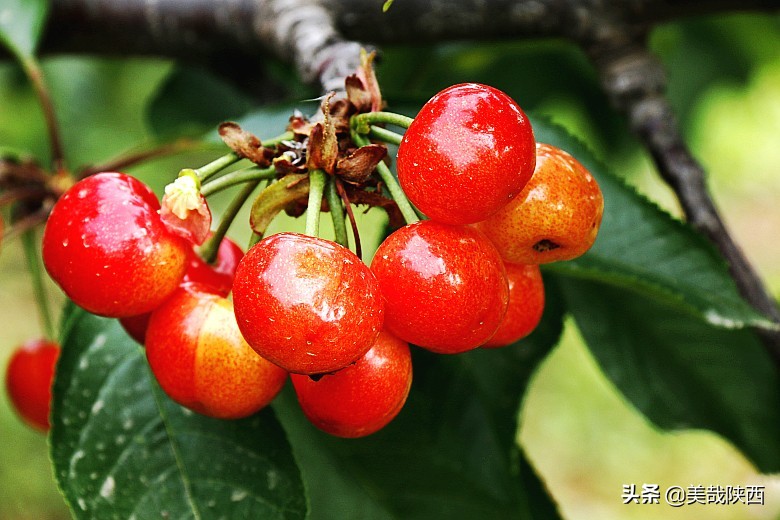 樱桃采摘园西安白鹿仓,摘樱桃西安的去处