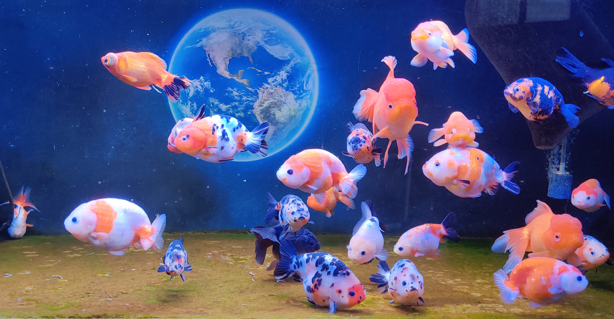 鱼缸养鱼水质不好怎么净化水质,新手养鱼得病了怎么办