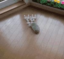 刺猬除了刺猬粮啥也不吃,刺猬爬枣树