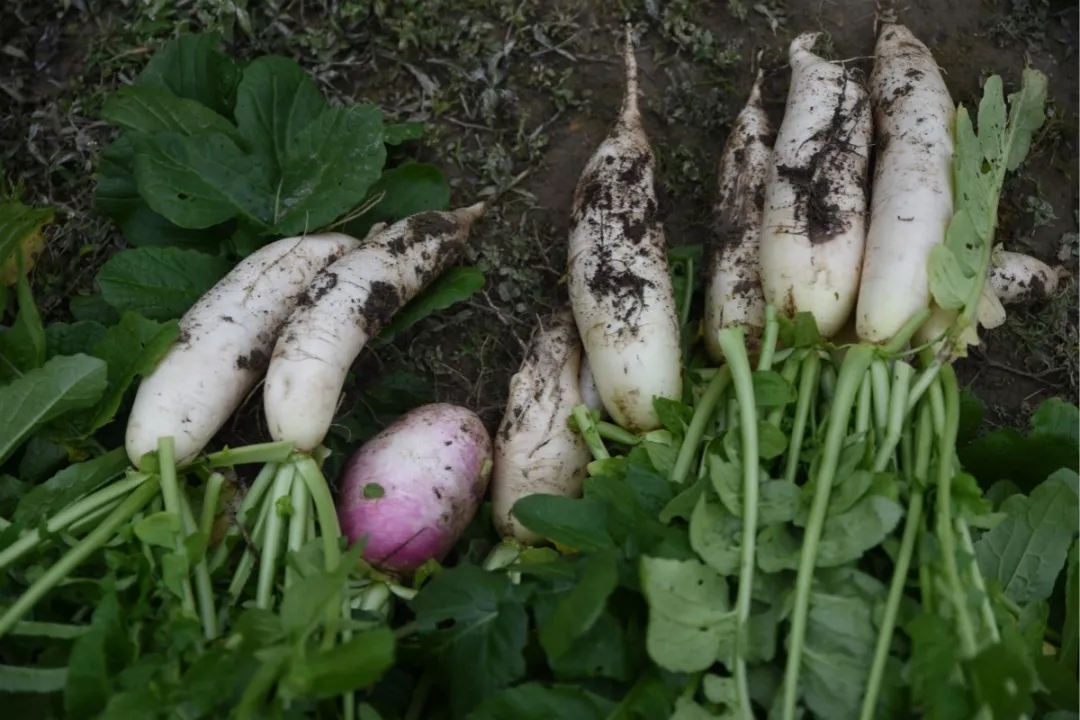 莆田南少林寺腊八节奉粥,腊八大礼包