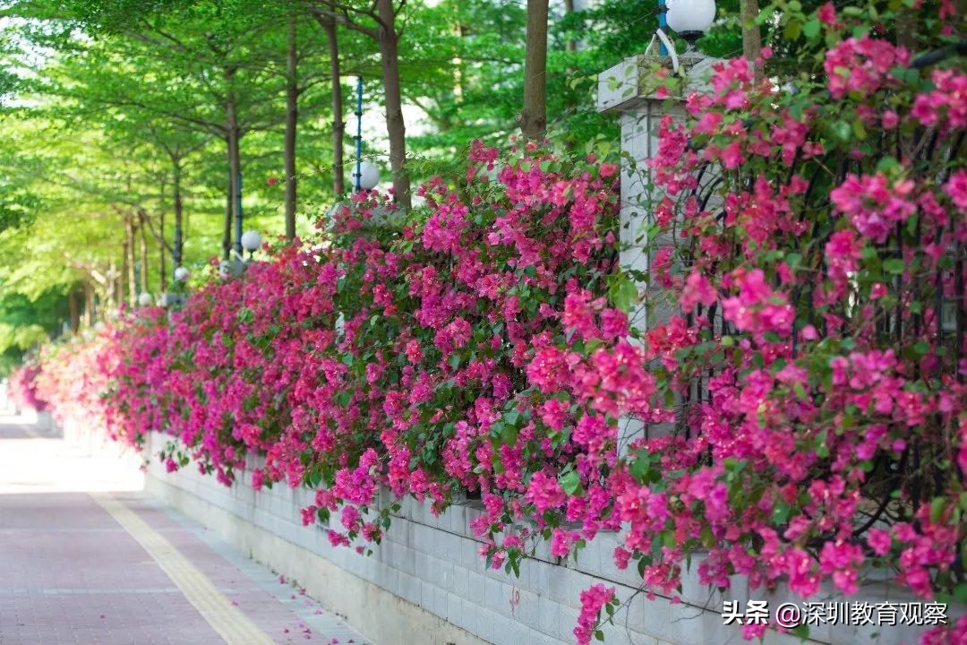 走名校vol.14|西乡中学：50年，我们专注做一件事