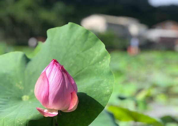 莲藕怎么挑带丝的藕片,莲藕怎么挑脆的