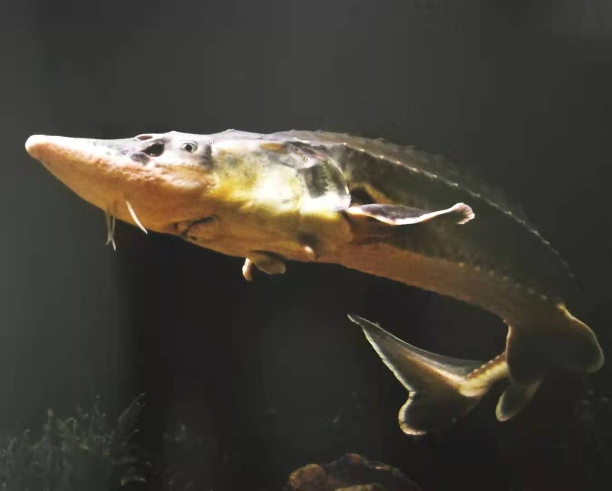 长江鲟中华鲟等长江珍稀濒危鱼类,中国淡水鱼专家谈长江白鲟