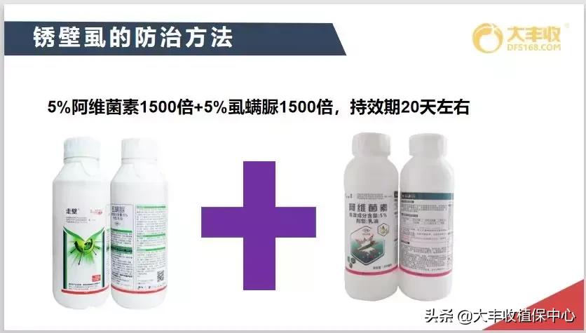 红蜘蛛锈壁虱大爆发该怎么用药,对红蜘蛛和锈壁虱有用的杀螨剂