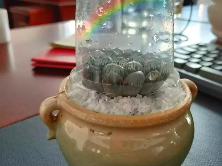 多肉长出小尾巴求救信号,多肉有什么求救信号