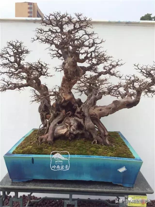 最美的100盆雀梅盆景,雀梅盆景第一年修剪视频