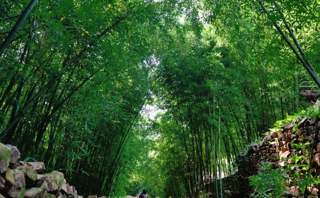 乡村振兴产业发展模式的有效做法,山东乡村振兴三个模式是什么