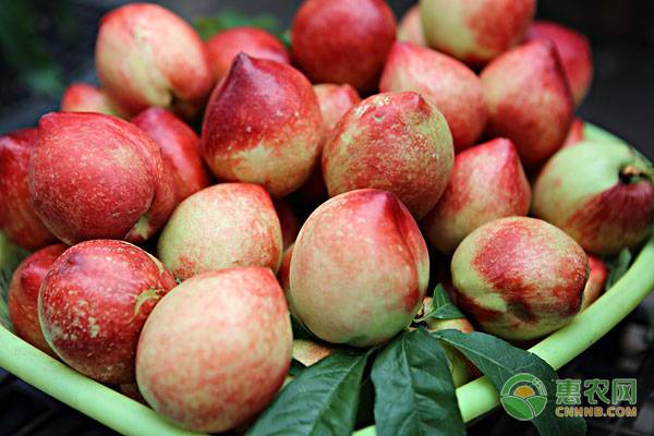 油桃批发价格多少一斤,今日油桃最新市场报价