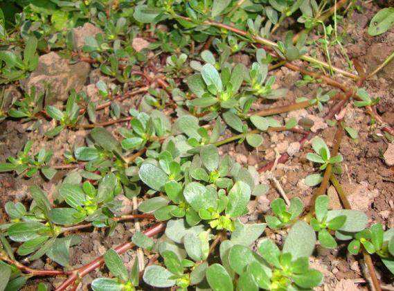 了解野菜马齿苋,野菜马齿苋有很多的功效你知道吗