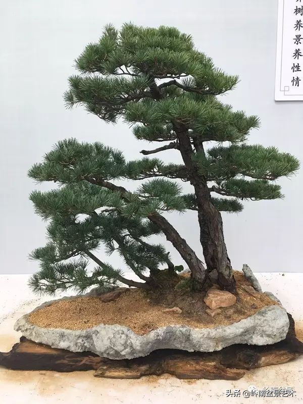 松树在水旱丛林盆景创作中的运用 (松树丛林盆景经典之作)