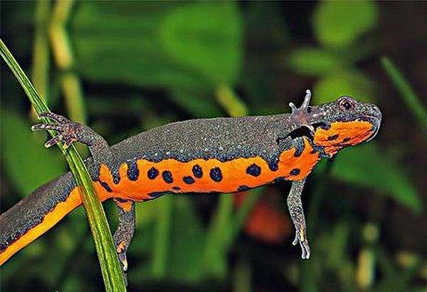 新手养鱼推荐混养品种,新手养鱼入门鱼种混养