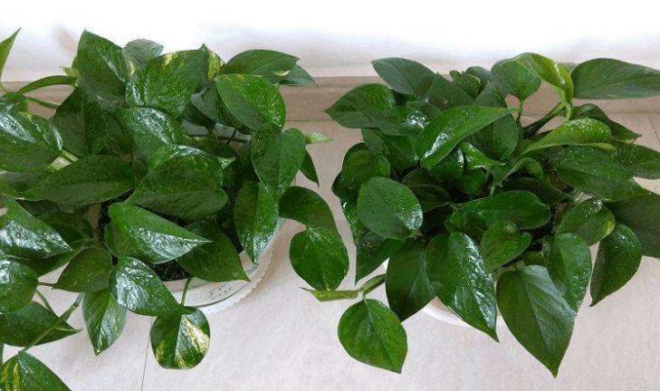 绿萝浇水加点它轻轻松松养爆盆,怎样才能让绿萝枝繁叶茂又绿又亮