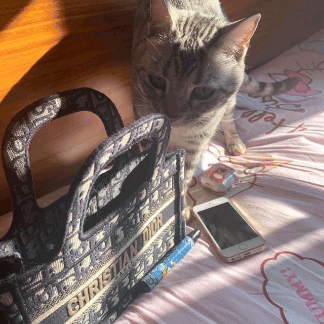 好看又大的宠物包,超好看的宠物包