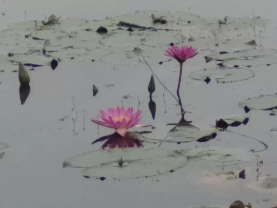 部编版三年级语文课后练习题答案,部编版三年级语文上册课后题答案