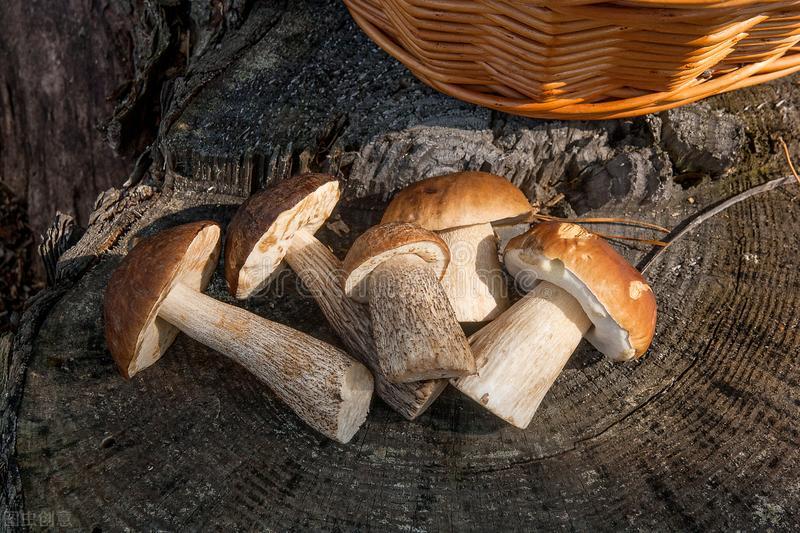 能好怎？这个魔物该怎么吃？漫画《迷宫饭》的美食物语