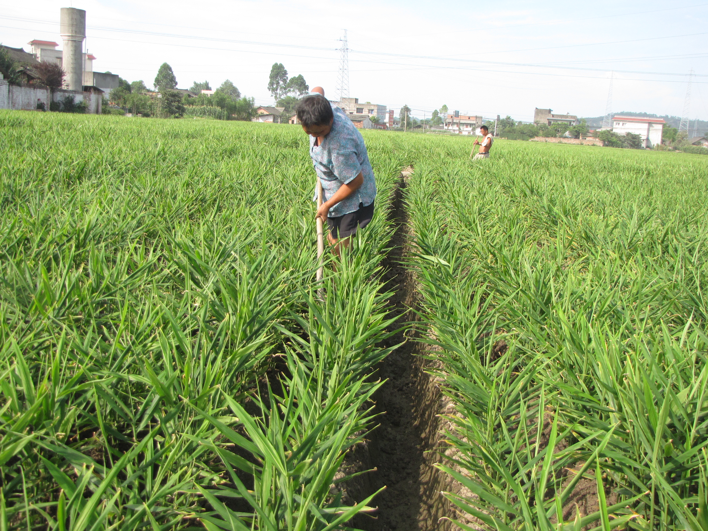 生姜温室大棚,大棚生姜育苗移栽的方法