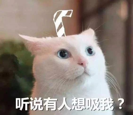 家猫是从哪个国家开始驯化的,欧洲猫起源于什么猫
