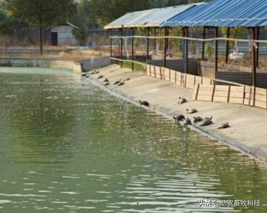 养殖专用益生菌的作用和功效,水产养殖中益生菌联合使用的例子