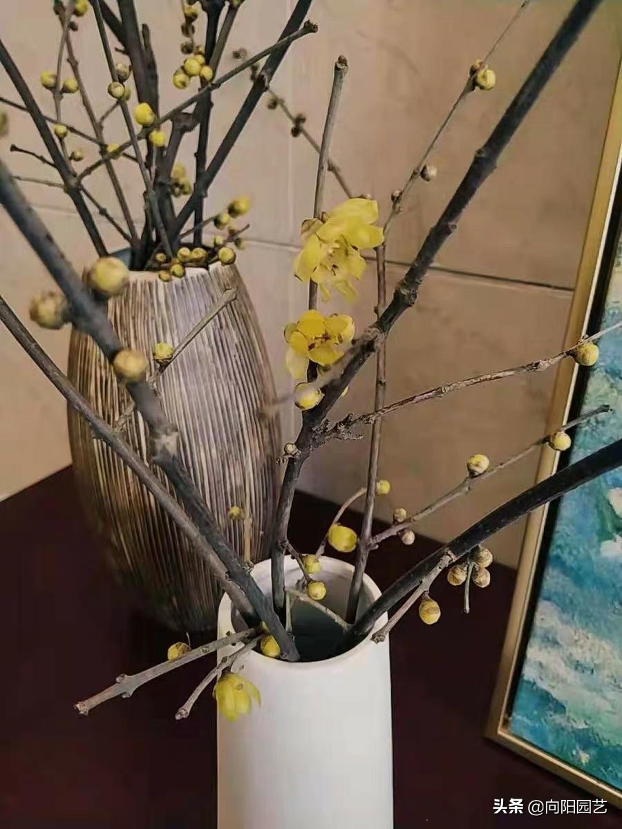 银柳和腊梅搭配插花,腊梅银柳干花