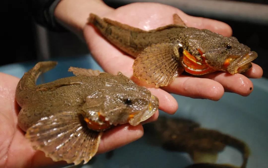 12种中国最珍贵的顶级食用鱼，做为一名吃货不可不知！