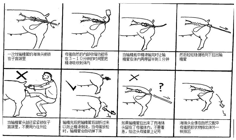 干货丨零基础教您给猪配种及配种后母猪的管理
