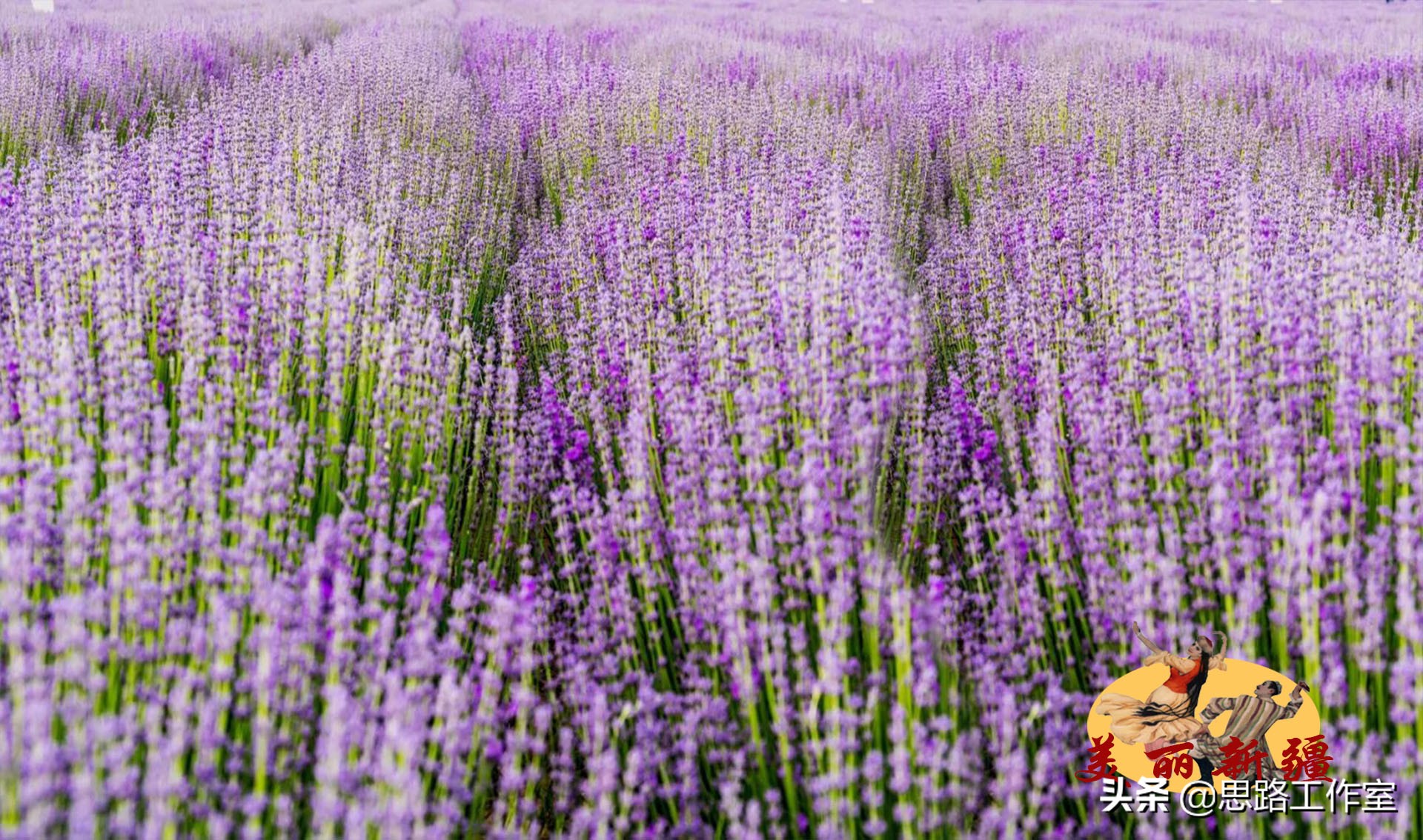 新疆伊犁薰衣草最美风景,伊犁薰衣草和天山花海