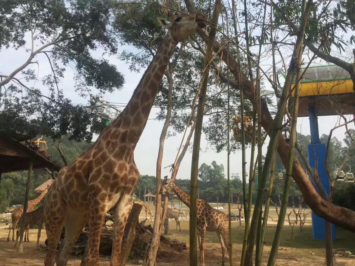 长隆野生动物世界到珠海海洋王国,去长隆野生动物世界需要注意什么