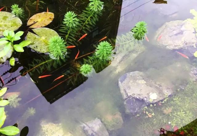 鱼池如何改导致花池,花池改鱼池如何做过滤