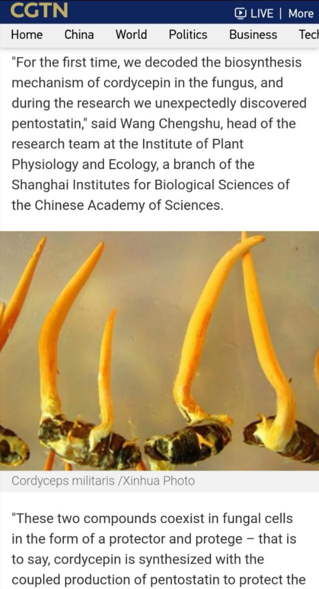 从广西“达妮”出落成“蛹虫草皇”