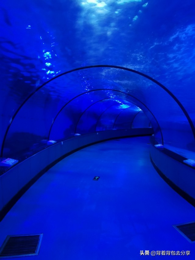 去泉城海洋极地世界需要带什么,济南到齐河海洋世界攻略