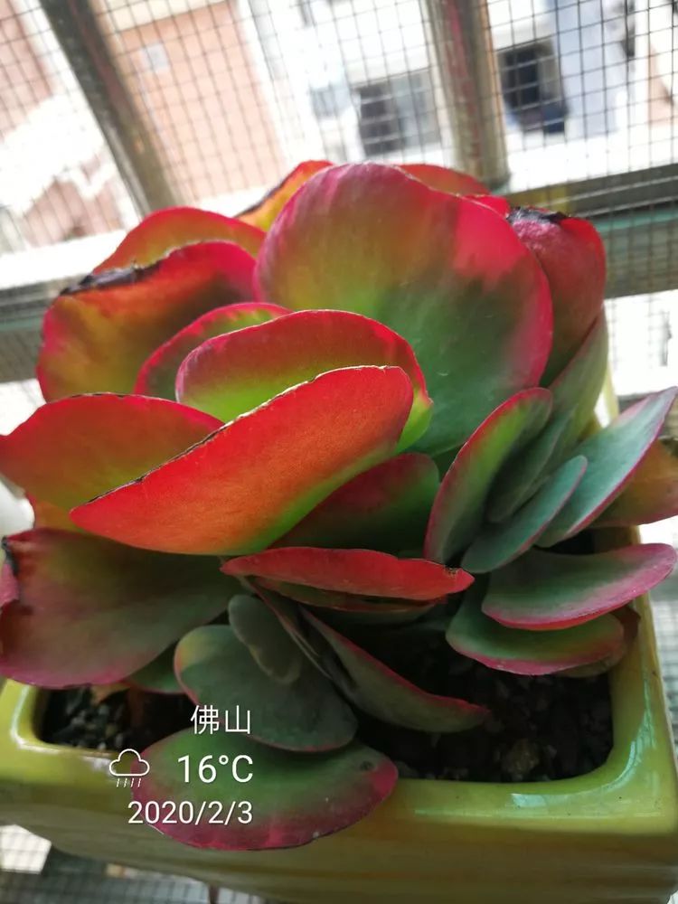 一杯清茶一道暖阳,一杯清茶温暖的时光