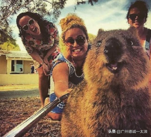 世界上十大很少见到的动物,世界上最受欢迎的动物排行榜