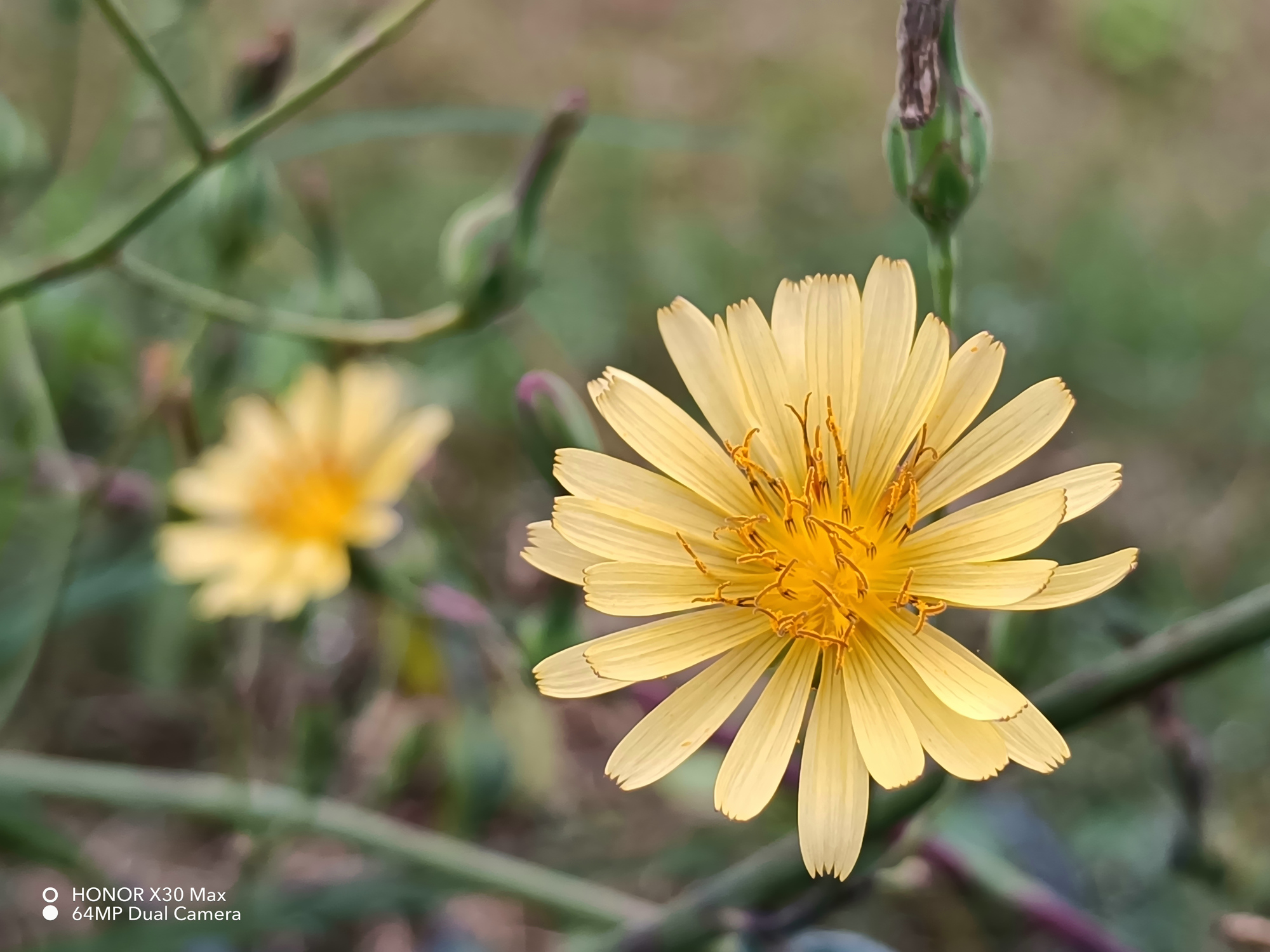 新款光荣x30max7.09寸大屏,大手机屏幕7英寸光荣x30max