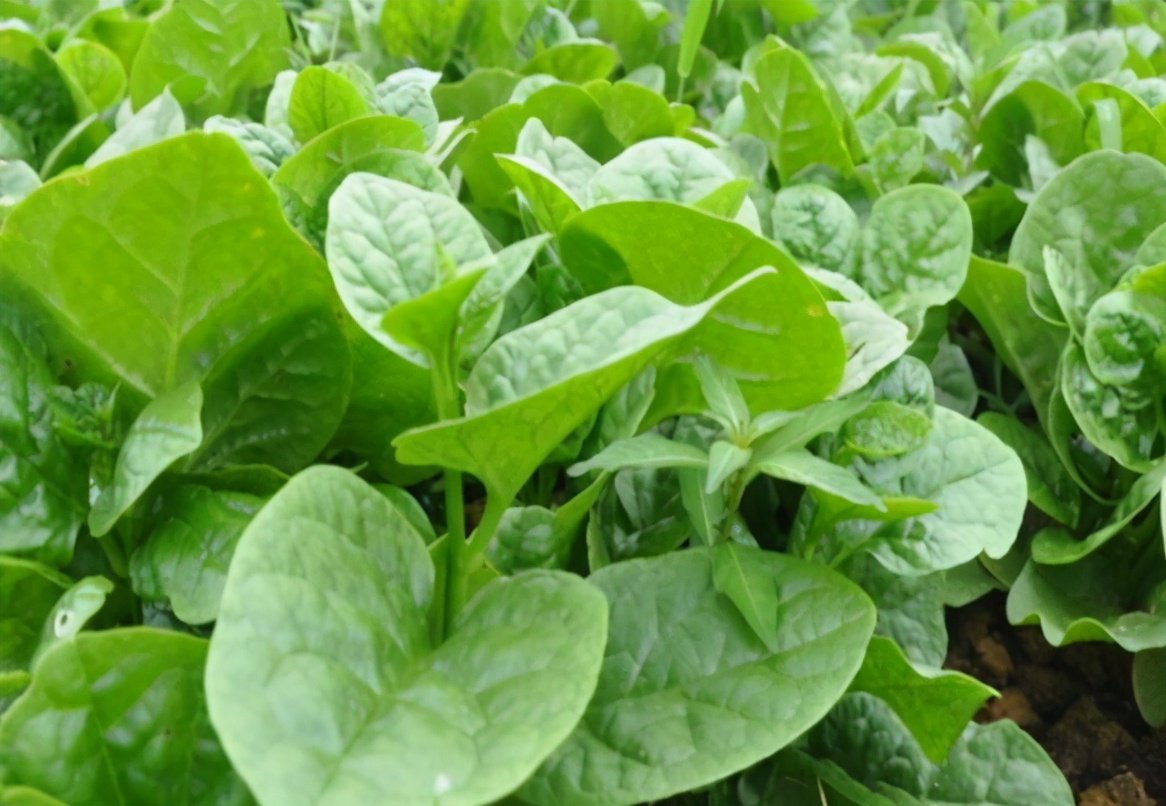 最像木耳的野菜,类似于木耳的野菜