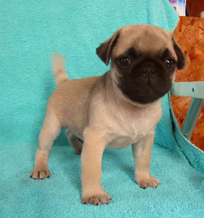 一只便宜的巴哥犬多少钱,巴哥犬多少钱一只小时候