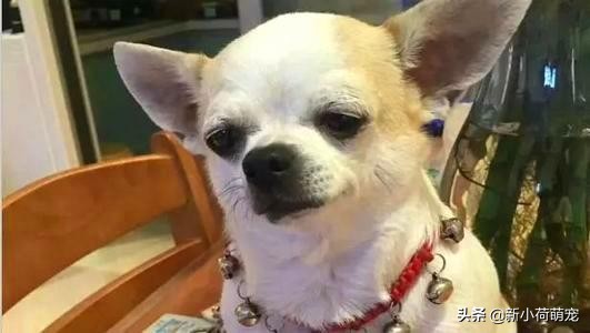 狗狗吐黄色液体也没精神,怎么判断狗狗是肠胃炎还是胰腺炎