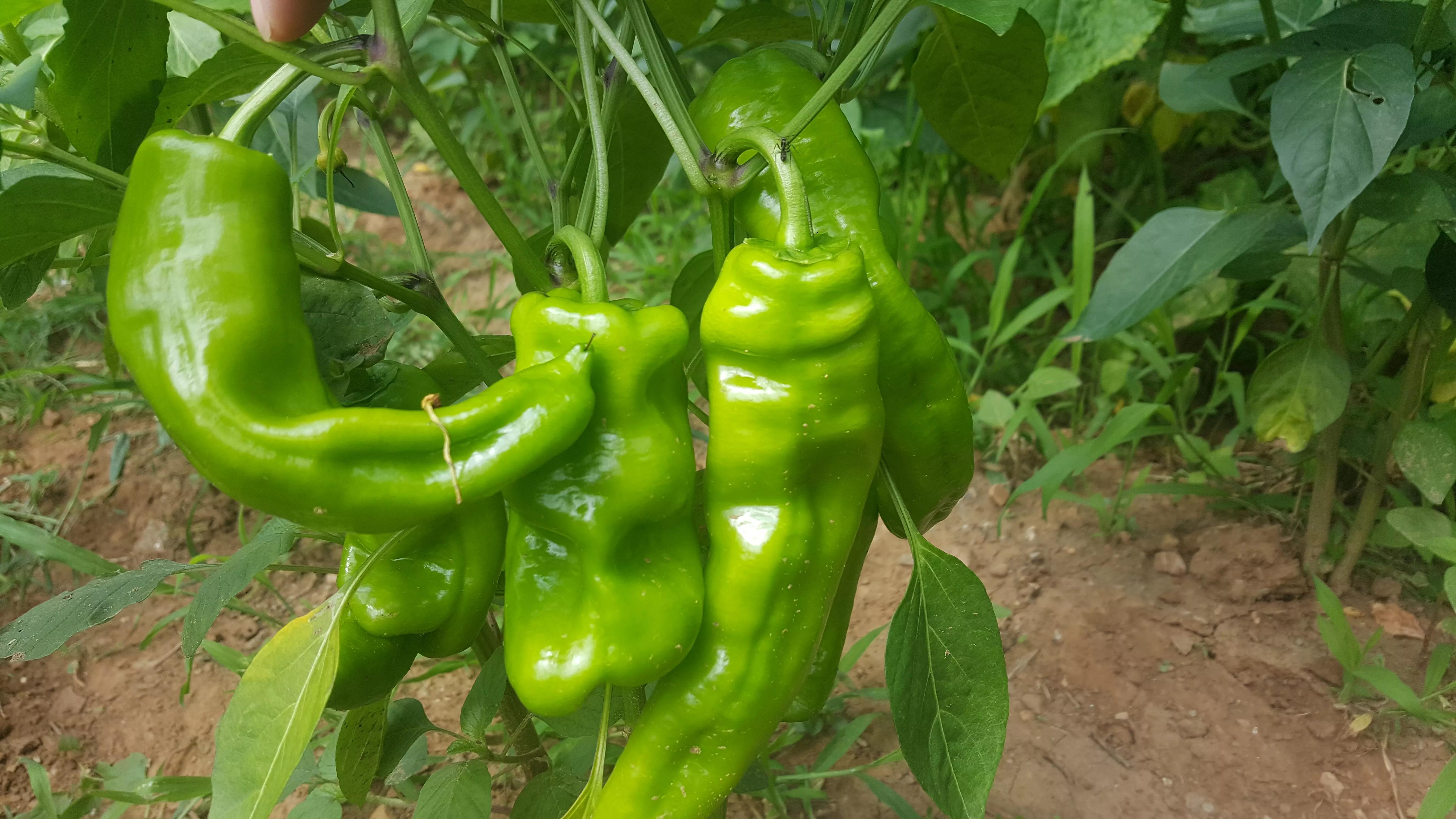 我的种植初体验,有机农业增产