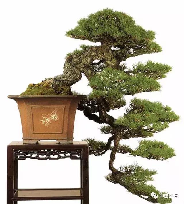 文人飘枝盆景图片欣赏,斜杆式飘枝盆景图片欣赏