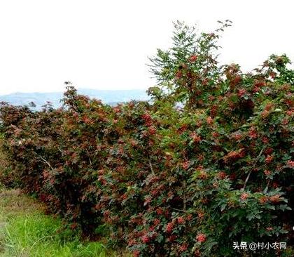 花椒种植的利润分析一亩成本多少,种植花椒行业前景如何呢